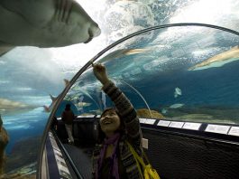 A világ 10 legnagyobb akváriuma