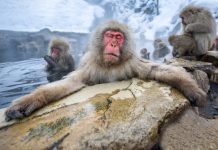 Top 10 látnivaló Japánban