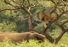 Top 10 látnivaló a Dél-afrikai Köztársaságban