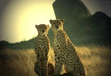 Top 10 látnivaló Tanzániában