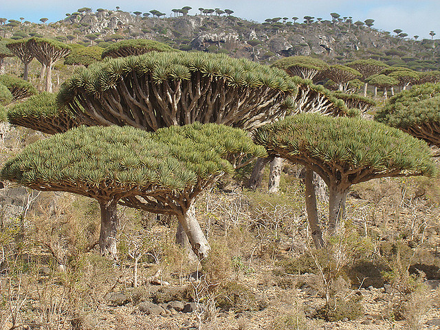Socotra Sárkányfa