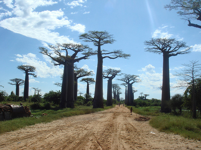 Baobab út
