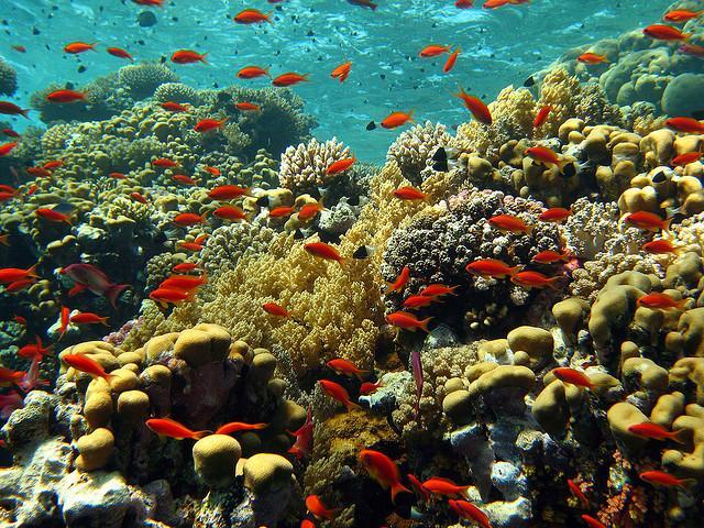 Vörös-tengeri korallzátony